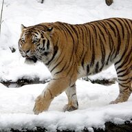 Panthera_Tigris