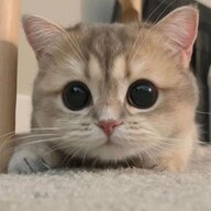 Maus_Barbisize