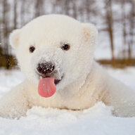 Misha_Senchurov