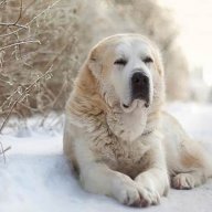 Andrey_Kamenskiy