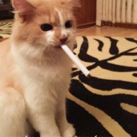 billi_nezox