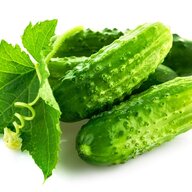 Nikitosqa