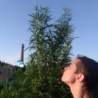 Denis_Maer