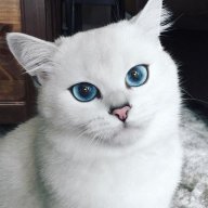 Vincent_Salieri