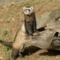 Frank_Gromov