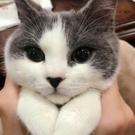 Loonya_Nowman
