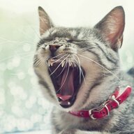 Mercury_Lion