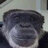 Dmitry_Gracie