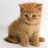 Dmitry_Zubov