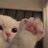 Milfa_Sexmachine
