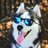 Toreto_Washington