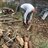 Arkady_Gudok
