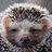 Andrey_Semenov