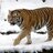 Panthera_Tigris