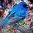 Joe_Petrovich