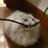 Dominic_Wizzaro