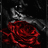 Juan_Nelson
